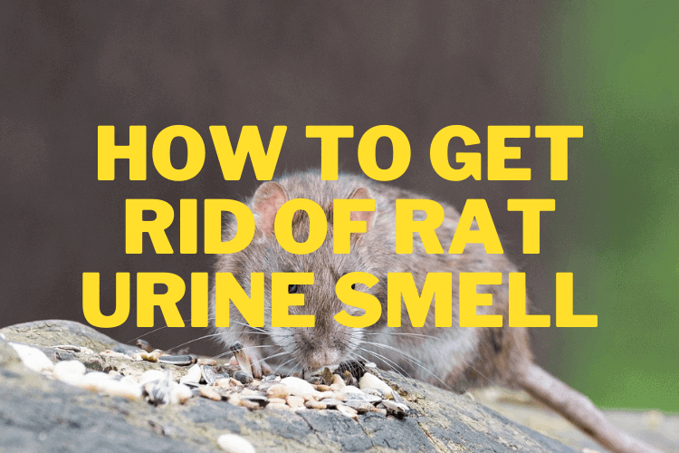 Get Rid Of Rat Urine Smell Expert Odor Remover Weighs In The Odor get-rid-of-rat-urine-smell-expert-odor-remover-weighs-in-the-odor