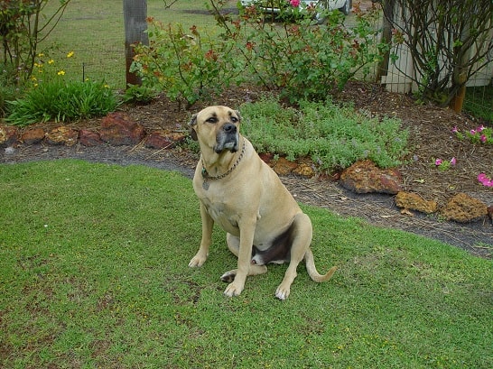 can you use dog poop in your garden