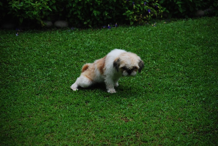Get rid of dog pee smell in yard sale