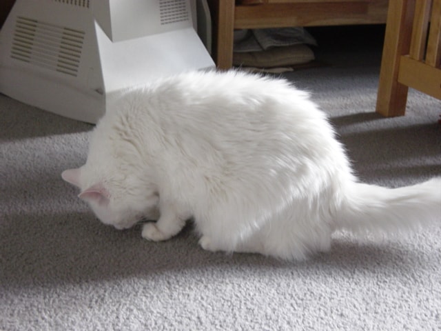 cat sniffing carpet urine odor