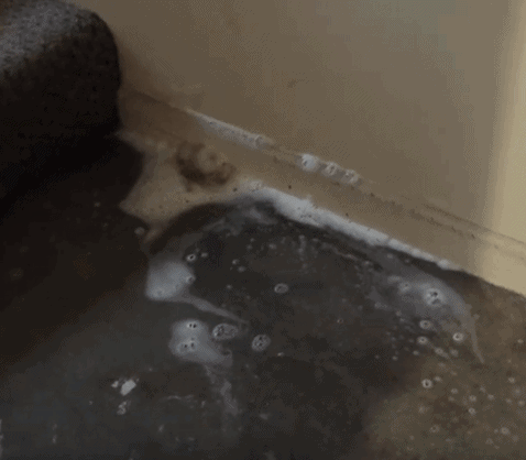 how to clean dog urine from concrete