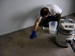 cleaning dog urine from carpet