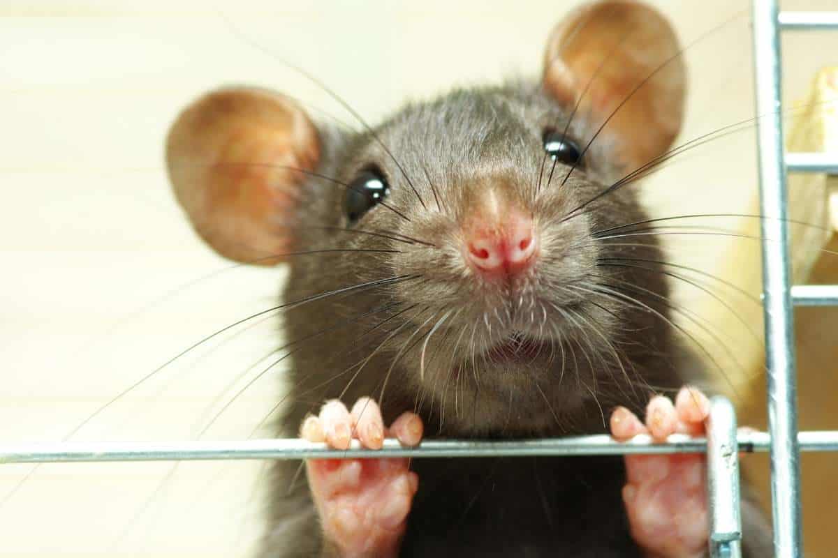 rat odor removal